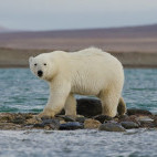 Polar bear in the Arctic