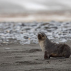 Antarctic fur seal in South Georgia.