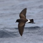 Black-bellied storm petrel in South Georgia