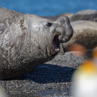 Elephant seal in South Georgia.
