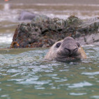 Elephant seal in South Georgia