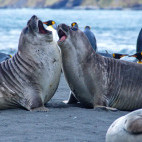 Elephant seals fighting and king penguins in South Georgia