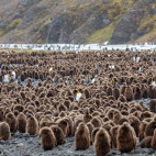 King penguin colony in South Georgia.