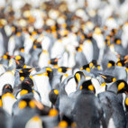 King penguin colony in South Georgia.