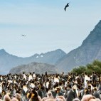 King penguins at Salisbury Plain in South Georgia.