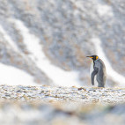 King penguin in South Georgia.