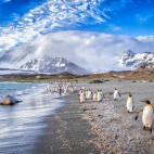 King penguin & elephant seal in St Andrew's Bay, South Georgia