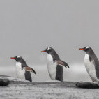 King and gentoo penguins in South Georgia.
