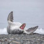 Leopard seal in South Georgia.