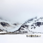 King penguin in South Georgia.