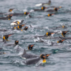 King penguin raft in South Georgia.