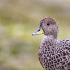 South Georgia pintail in South Georgia.