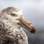Southern giant petrel in South Georgia.