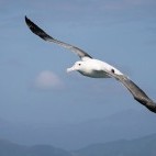 Wandering albatross in South Georgia