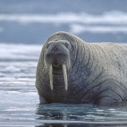 Walrus in the Arctic