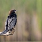Pygmy cormorant near Lake Skadar in Montenegro