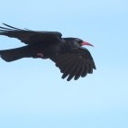 Red-billed chough