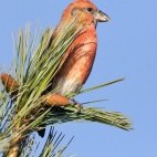 Red crossbill