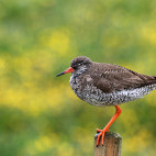 Redshank