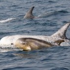 Risso's dolphin