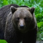 Brown bear in the Carpathian Mountains.