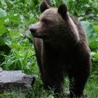 Brown bear in the Carpathian Mountains.
