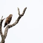 A brown snake eagle perched in a tree, MalaMala Game Reserve, South Africa.