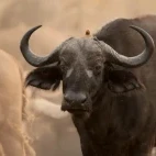 A buffalo in MalaMala Game Reserve, South Africa.
