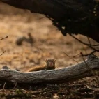 A dwarf mongoose in MalaMala Game Reserve, South Africa.