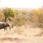 An elephant in MalaMala Game Reserve, South Africa.