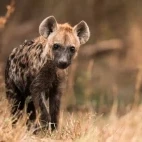 A hyena cub in MalaMala Game Reserve, South Africa.