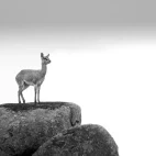 A klipspringer on a rock, in MalaMala Game Reserve, South Africa.