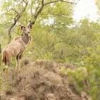 A kudu in MalaMala Game Reserve, South Africa.