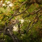A curious leopard cub in MalaMala Game Reserve, South Africa.