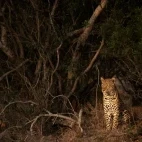 A leopard observing from the bush, in MalaMala Game Reserve, South Africa.