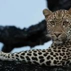 A leopard resting in a tree, MalaMala Game Reserve, South Africa.