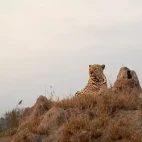 A leopard on a termite mound, in MalaMala Game Reserve, South Africa.