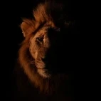 Male lion in MalaMala Game Reserve, South Africa.