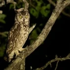 A spotted eagle-owl in MalaMala Game Reserve, South Africa.