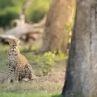 A subadult leopard in MalaMala Game Reserve, South Africa.