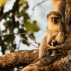 A vervet monkey in a tree, in MalaMala Game Reserve, South Africa.