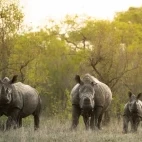 A trio of white rhino in MalaMala Game Reserve, South Africa.