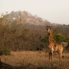 A young giraffe in MalaMala Game Reserve, South Africa.