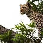 A leopard in a tree, in MalaMala Game Reserve, South Africa.