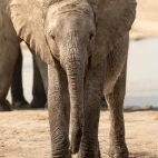 An elephant calf in MalaMala Game Reserve, South Africa. 