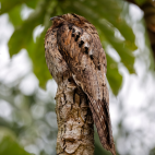 Camouflaged common potoo in Peru.