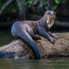 Giant otter on a log in the Amazon, Peru.