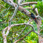 Many banded aracari perched in a tree in Peru.