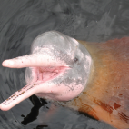 Image of a pink river dolphin.