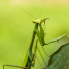 Praying mantis in Peruvian Amazon.